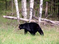 Black Bear 06