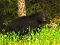 Black Bear 05