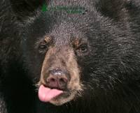 Highlight for Album: Black Bear, Cinnamon and Brown Bear  Photos, Canadian Wildlife Stock Photos
