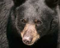 Black Bear, British Columbia, Canada CM11-44