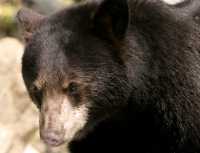 Black Bear, British Columbia, Canada CM11-42