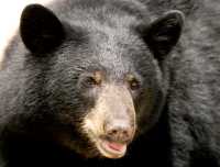 Black Bear, British Columbia, Canada CM11-41