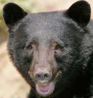 Black Bear, British Columbia, Canada CM11-40