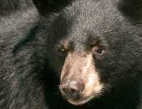 Black Bear, British Columbia, Canada CM11-39
