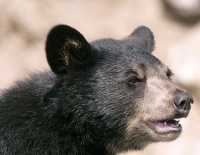 Black Bear, British Columbia, Canada CM11-38