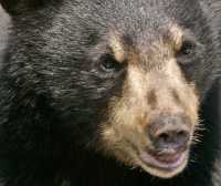 Black Bear, British Columbia, Canada CM11-36
