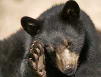Black Bear, British Columbia, Canada CM11-35