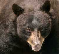 Black Bear, British Columbia, Canada CM11-34