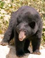 Black Bear, British Columbia, Canada CM11-32