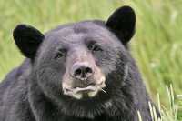 Black Bear CM11-001