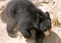 Black Bear Cub, British Columbia, Canada CM11-29