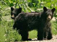 Black Bear Cubs, British Columbia, Canada CM11-59 
