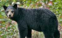 Black Mother Bear, British Columbia, Canada CM11-58