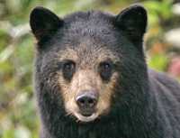 Black Mother Bear, British Columbia, Canada CM11-57