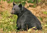 Black Bear Resting, British Columbia, Canada CM11-55