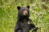 Black Bear Standing,(June 2008) Nass Valley, British Columbia, Canada CM11-23