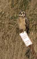 Brown Owl, Boundary Bay, British Columbia, Canada CM11-001