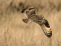 Brown Owl, Boundary Bay, British Columbia, Canada CM11-002