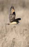 Brown Owl, Boundary Bay, British Columbia, Canada CM11-003