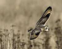 Brown Owl, Boundary Bay, British Columbia, Canada CM11-004