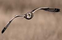 Brown Owl, Boundary Bay, British Columbia, Canada CM11-005