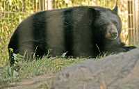 Black Bear, Calgary Zoo, Alberta CM11-21