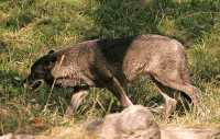 Black Wolf, Calgary Zoo, Alberta CM11-15