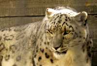 Snow Leopard, Calgary Zoo, Alberta CM11-26