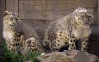Snow Leopards, Calgary Zoo, Alberta CM11-25