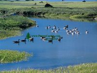 Highlight for Album: Canada Geese Photos, Canadian Wildlife Stock Photos