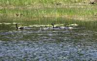 Geese Family, British Columbia CM11-06