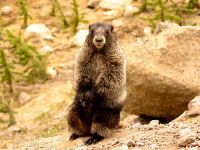 Hoary Marmot 08