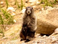 Hoary Marmot 08