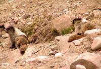 Hoary Marmot 07