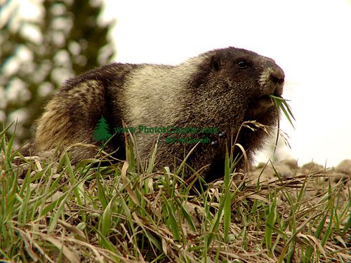 Hoary Marmot 09