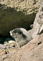 Hoary Marmot CM11-10
