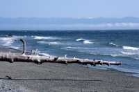 China Beach, Strait of Juan de Fuca, Vancouver Island CM11-005