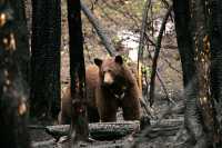 Cinnamon Bear in Charred Forest CM11-001