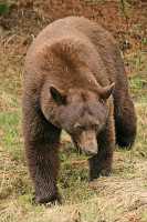 Cinnamon Bear CM11-006