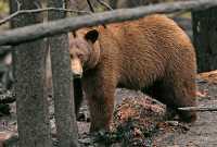 Cinnamon Bear in Charred Forest CM11-008