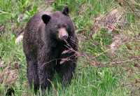 Brown Bear, Joffree Lakes, (June 2008) British Columbia, Canada CM11-14