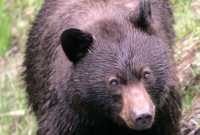 Brown Bear, Joffree Lakes, (June 2008) British Columbia, Canada CM11-13