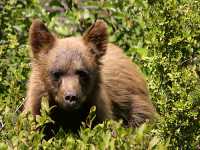 Cinnamon Coloured Bear Cub, Squamish To Whistler, British Columbia, Canada CM11-10