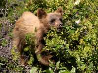 Cinnamon Coloured Bear Cub, Squamish To Whistler, British Columbia, Canada CM11-11