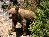 Cinnamon Coloured Bear Cub, Squamish To Whistler, British Columbia, Canada CM11-09