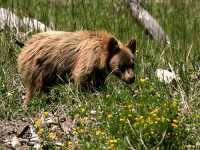 Cinnamon Coloured Bear Cub, Squamish To Whistler, British Columbia, Canada CM11-08