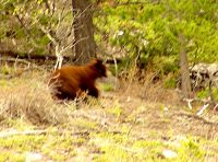 Cinnamon Bear Cub, Pemberton, British Columbia, Canada 05
