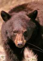 Cinnamon Bear, British Columbia, Canada CM11-33 