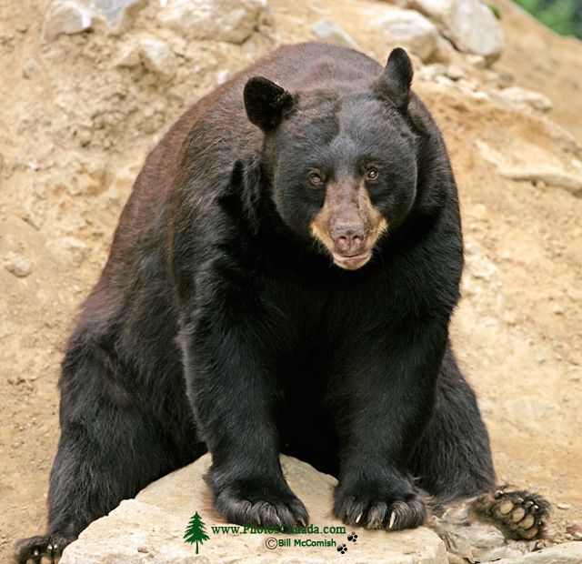 Cinnamon Bear, British Columbia, Canada CM11-27