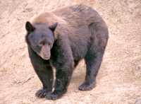 Cinnamon Bear, British Columbia, Canada CM11-26